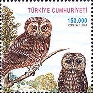 Boreal Owl (Aegolius funereus), Tawny Owl (Strix aluco)
