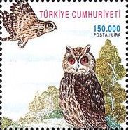 Little Owl (Athene noctua), Long-eared Owl (Asio otus)