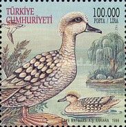 Marbled Teal (Marmaronetta angustirostris)