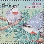 Krüper's Nuthatch (Sitta krueperi)