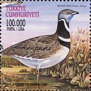 Little Bustard (Tetrax tetrax)