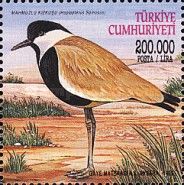 Spur-winged Lapwing (Vanellus spinosus)