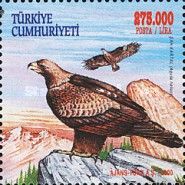 Imperial Eagle (Aquila heliaca)