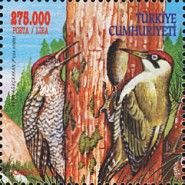 Green Woodpecker (Picus viridis)