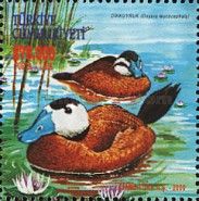 White-headed Duck (Oxyura leucocephala)