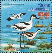 Pied Avocet (Recurvirostra avosetta)