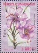 Crocus sativus