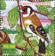 European Goldfinch (Carduelis carduelis)