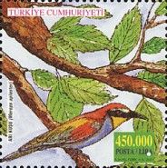 European Bee-eater (Merops apiaster)