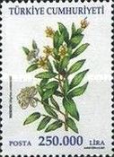 Bridal Myrtle (Myrtus communis)