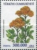 Yarrow (Achillea millefolium)