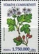 Hawthorn (Crataegus oxyacantha)