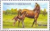 Mare and Foal (Equus ferus caballus)