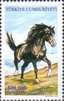 Stallion (Equus ferus caballus)