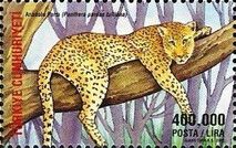 Anatolian Leopard (Panthera pardus tulliana)