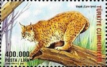 Eurasian Lynx (Lynx lynx)