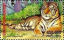 Tiger (Panthera tigris)