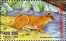 Caracal (Caracal caracal)