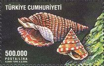 Shell