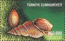 Shell