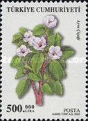 Quince (Cydonia oblonga)