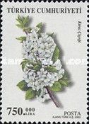 Plum (Prunus domestica)