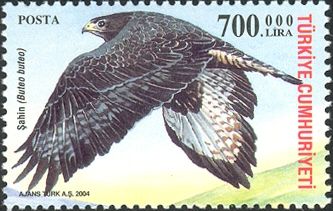 Common Buzzard (Buteo buteo)