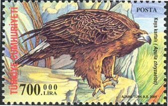 Golden Eagle (Aquila chrysaetos)