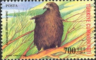 Black Kite (Milvus migrans)