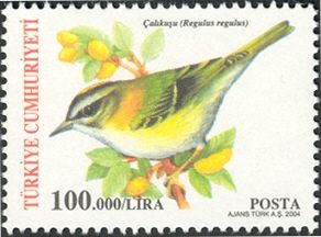Goldcrest (Regulus regulus)