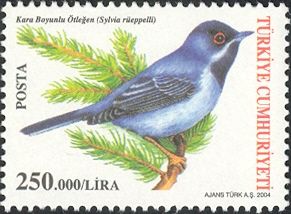 Rüppell's Warbler (Sylvia rueppelli)