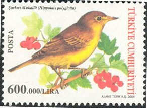 Melodious Warbler (Hippolais polyglotta)
