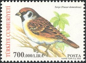 "Passer domesticus" (see Description)