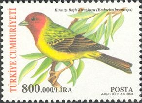 Red-headed Bunting (Emberiza bruniceps)