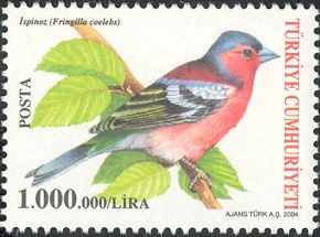 Common Chaffinch (Fringilla coelebs)
