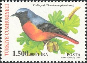 Common Redstart (Phoenicurus phoenicurus)