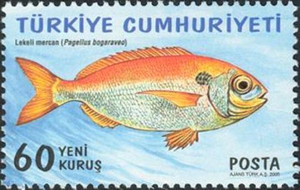 Blackspot Seabream (Pagellus bogaraveo)