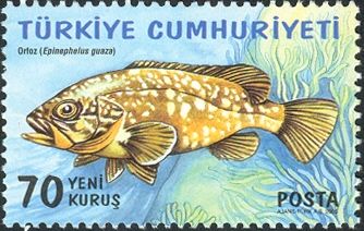 Dusky Grouper (Epinephelus guaza)