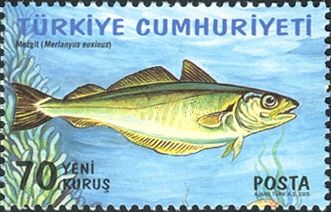 Whiting (Merlangius merlangus)