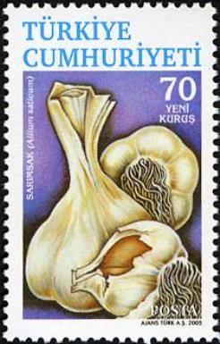 Allium sativum (Garlic)
