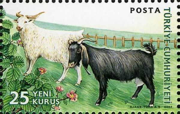 Goat (Capra aegagrus hircus)