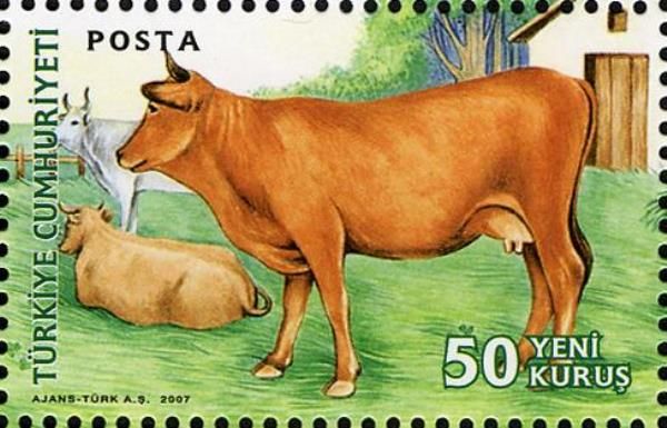 Cattle (Bos primigenius taurus)
