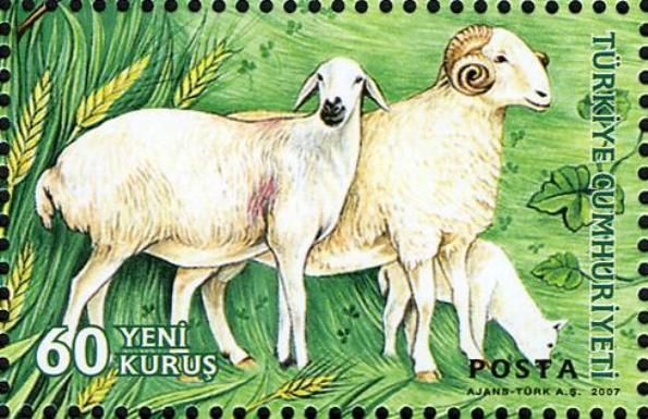 Sheep (Ovis ammon aries)