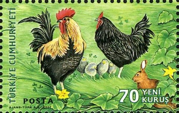 Chicken (Gallus gallus domesticus)