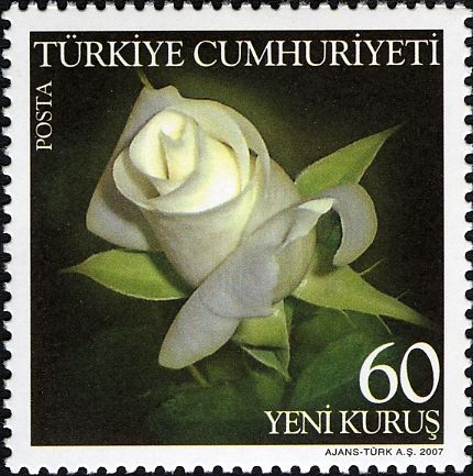 Rose Varieties - White