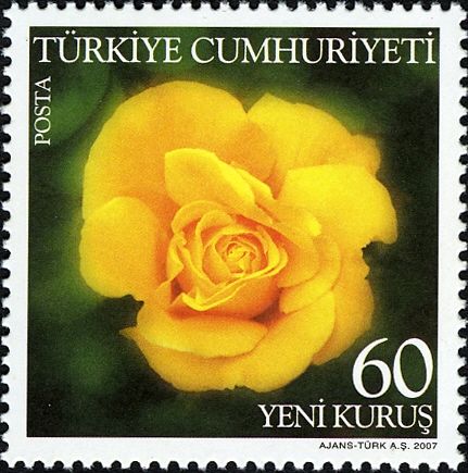 Rose Varieties - Yellow