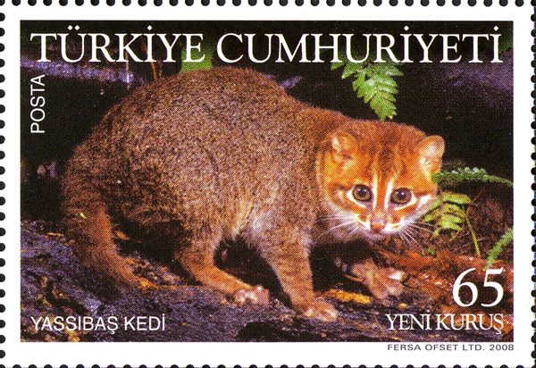 Flat-headed Cat (Prionailurus planiceps)