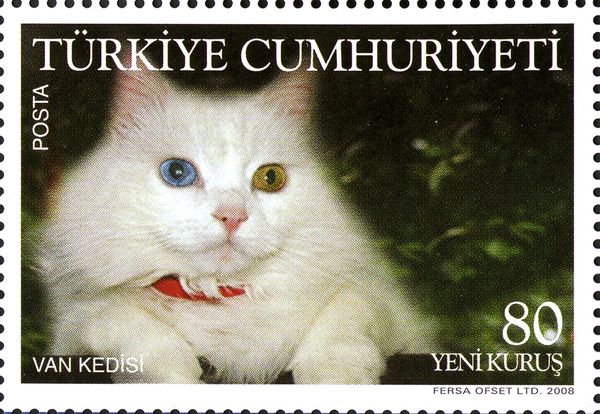 Turkish Van (Felis silvestris catus)