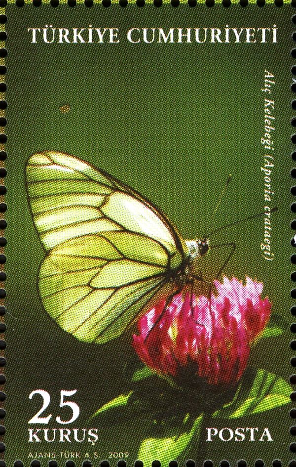 Black-veined White (Aporia crataegi)