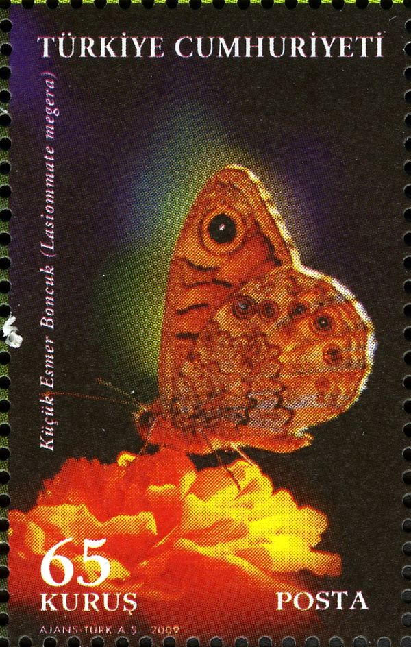 Wall Brown Butterfly (Lasiommate megera)